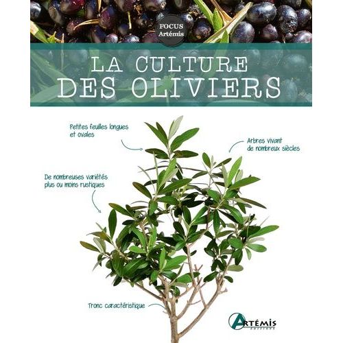 La Culture Des Oliviers