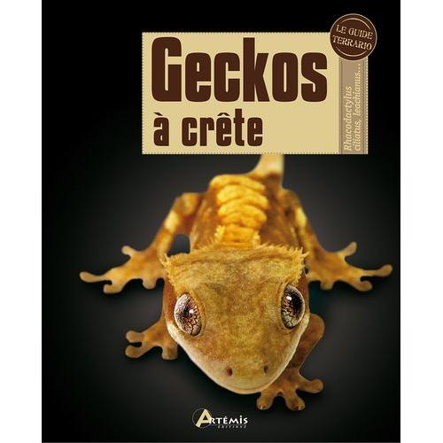 Geckos À Crête - Rhacodactylus Ciliatus, Leachianus