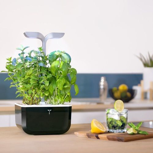 Jardin d'intérieur Veritable Exky Smart Soft black /4 lingots/1 livre