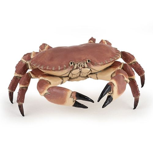 L'univers Marin Crabe