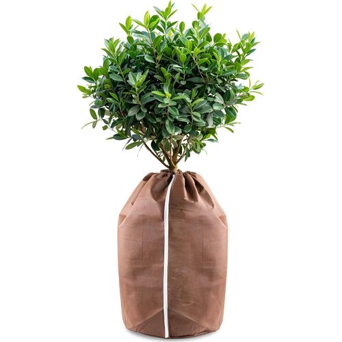 KALANKA-Housses d¿hivernage pour Plantes en Pot, 40x40cm Housses hivernage, Housse Hivernage Plante, Housse d¿Hivernage, Brun