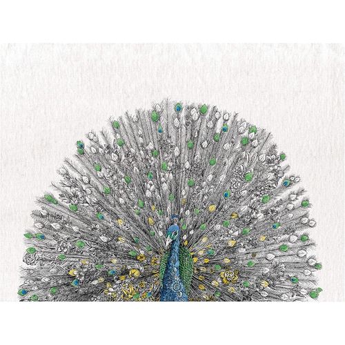Eryi-Maxwell & Williams - Serviette De Table 100% Coton, Imprimé De Paon Bleu, Collection Marini Ferlazzo, 50 X 70 Cm - Multicolores