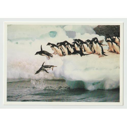 Carte Postale Collection Vie Sauvage , 1ère Série, 36, Anonyme, Pinguins, Terre Adélie