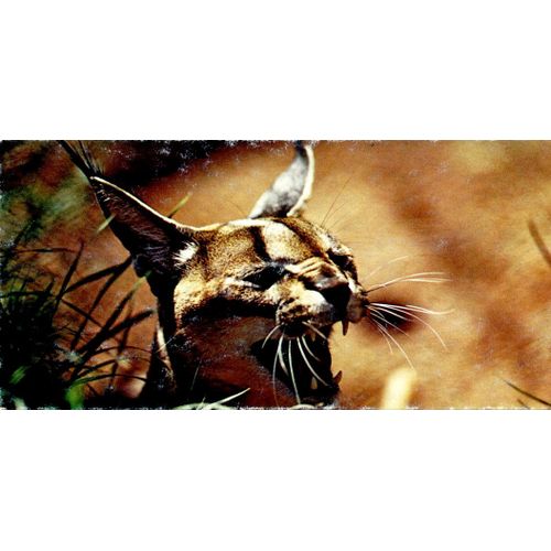 Merveilles Du Monde 50 : Le Lynx Caracal