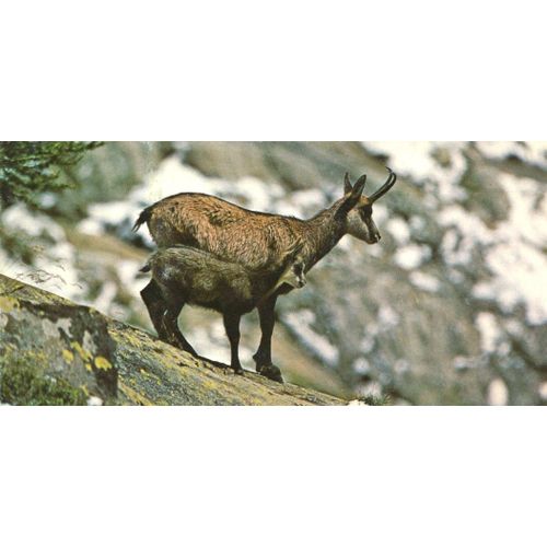Merveilles Du Monde 55 : Le Chamois