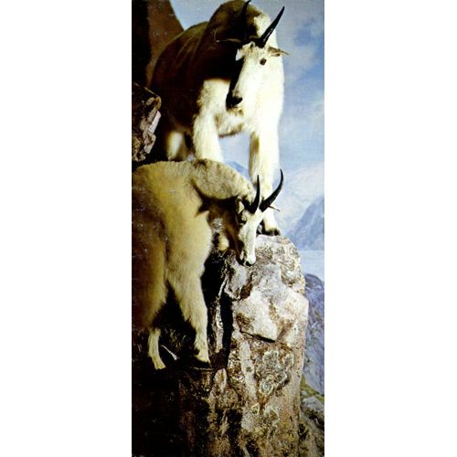 Merveilles Du Monde 58 : La Chèvre Des Montagnes Rocheuses