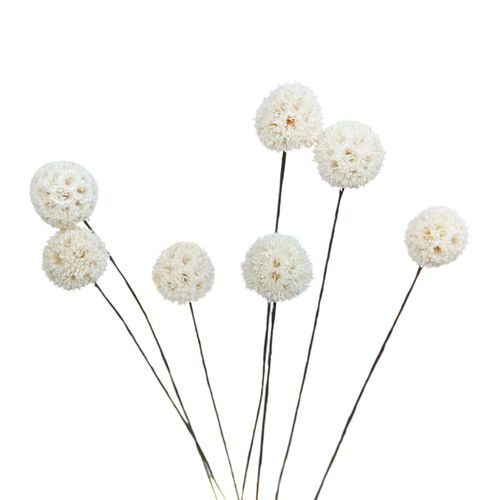 HJLIAN Fleurs sechees Billy Ball Fleurs sechees artificielles Decoration de jardin pour la maison