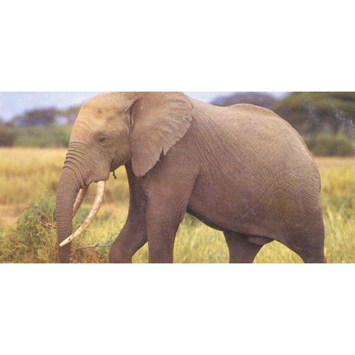 Merveilles Du Monde 293 : L'Éléphant D'Afrique