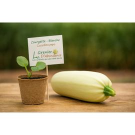 15 Graines À Semer - Le Grenier D'abondance - Courgette Blanche De Virginie 2 - Curcubita Pepo