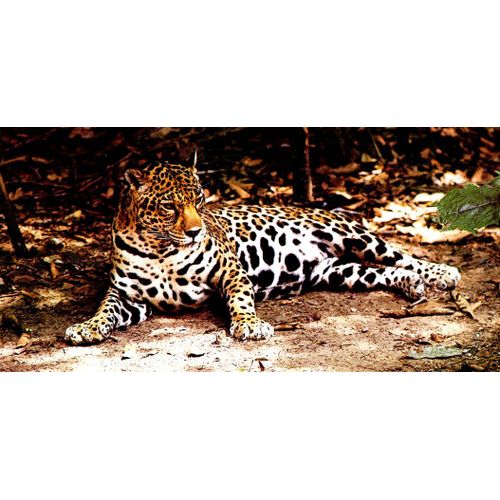 Merveilles Du Monde 340 : Le Jaguar
