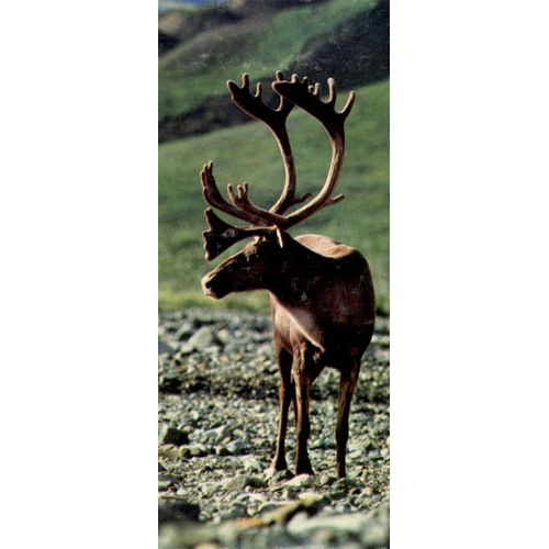 Merveilles Du Monde 371 : Le Caribou