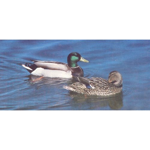 Merveilles Du Monde 389 : Le Canard Col Vert