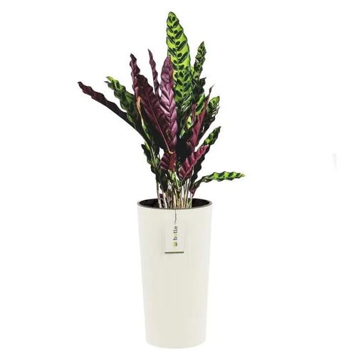 Pot De Fleurs Rond Ø 30 Cm H 57.5 Cm Blanc Élégant À Haute Rayure