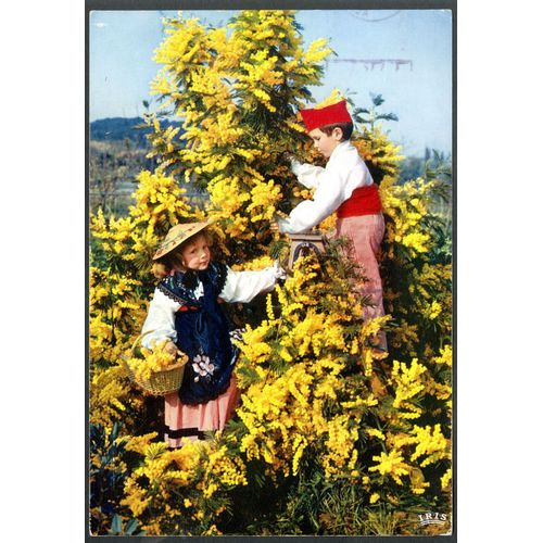Carte Postale Les Fleurs De La Côte D'Azur, Mimosas, 1967