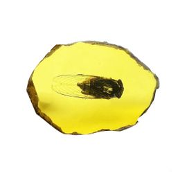 QLTY Spécimens De Résine D'insectes Réels,Ensemble-Cadeau De Spécimens