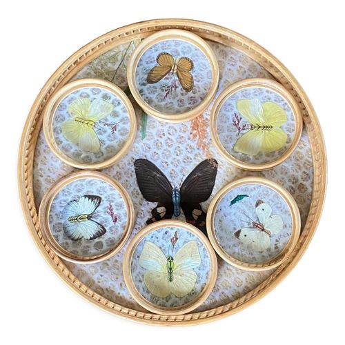 Plateau Et 6 Sous Verres Papillons Naturaliss Multicolore