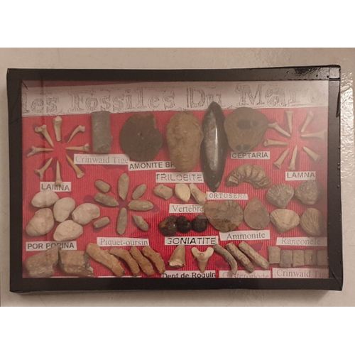 Lot De Fossiles Du Maroc Dans Vitrine Prête À Suspendre 27x18 Cm (Amonite, Trilobite, Ceptaria, Crinoïde, Dents Requin, Ortosera, Goniatite, Por Porina...Etc)