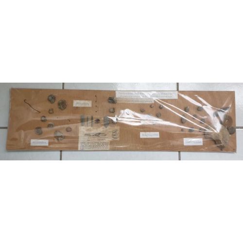 Lot De Fossiles (Ammonites, Bélemnites, Brachiopodes, Gastéropodes, Lamellibranches) Présentés Sur Support Bois Et Protection Plastique 60 X 16 Cm