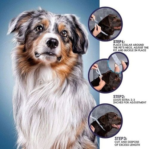 Chat - Collier Anti-Puces Et Anti-Tiques Pour Chats Collier Anti - Moustiques Pour Chien Et Chat Ajustable Insectifuge Antipuces Collier Pet Supplies