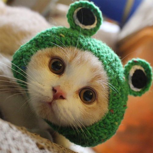 Chapeau Pour Animaux De Compagnie Vert, S Chapeau De Fil De Laine De Chien De Chat Tricoté À La Main Pour Chiot Teddy Cartoon Grenouille Animal Chien Chat Accessoires De Toilettage Vêtements