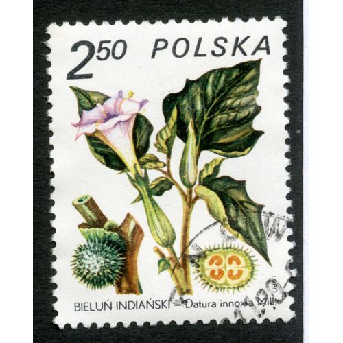 Timbre Oblitéré Polska, Bielun Indianski - Datura Innoxia Mill., 1980, 2.50