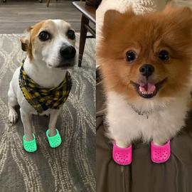 Acheter Chaussures antidérapantes imperméables pour chien et chiot, bottes  de marche pour Chihuahua, chaussettes chaudes d'hiver pour chiot et chat,  accessoire patte d'animal de compagnie