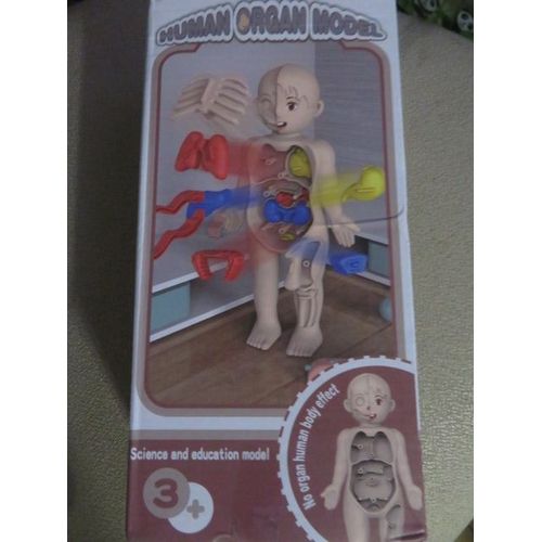 Corps Humain / Organes À Reconstituer