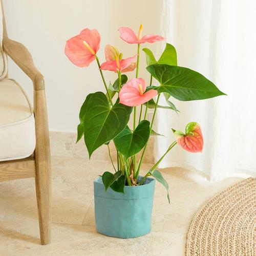 Anthurium - Interflora - Livraison Plantes Fleuries D'intérieur