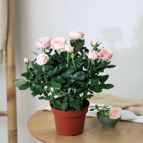 Rosier Rose - Interflora - Livraison De Plantes