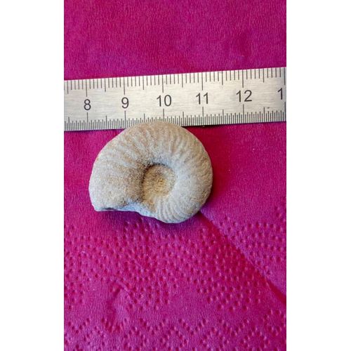Ammonite Gris Clair 3/3cm. Fines Stries, Impeccable. Envoi Rapide Jour Même