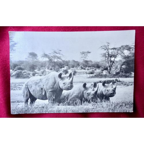 Carte Postale Rhinoceros 1969 Kenya . Ecrite Au Dos Par La Célèbre Lucy Boucher, Miniaturiste Mondialement Connue.Timbre Tanzanie.