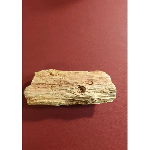Bois Fossilisé