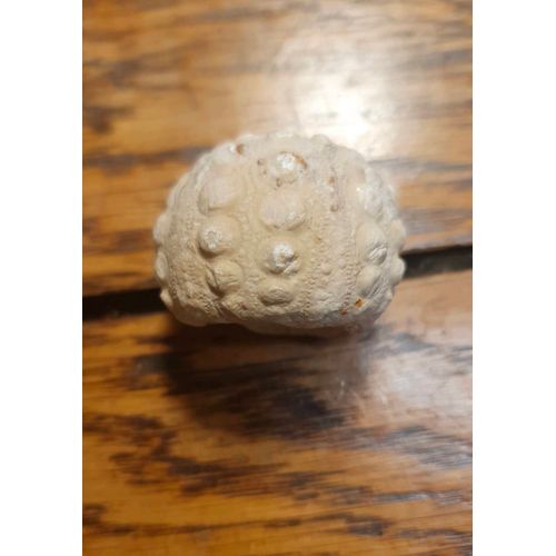 Fossile D'oursin