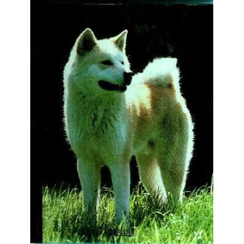 Mon Compagnon Le Chien