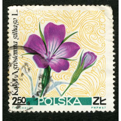 Timbre Oblitéré Polska, Kakol, Agrostemma Githago L., 1967, 2.50 Zl