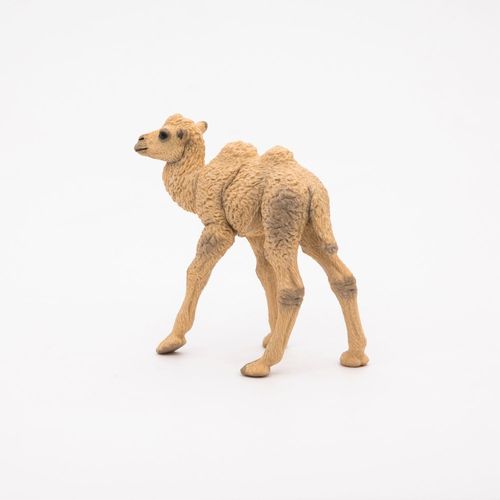 La Vie Sauvage Bébé Chameau