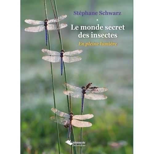 Le Monde Secret Des Insectes - En Pleine Lumière