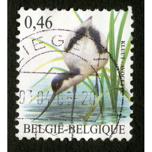 Timbre Oblitéré België Belgique, Kluut - Avocette, 0.46