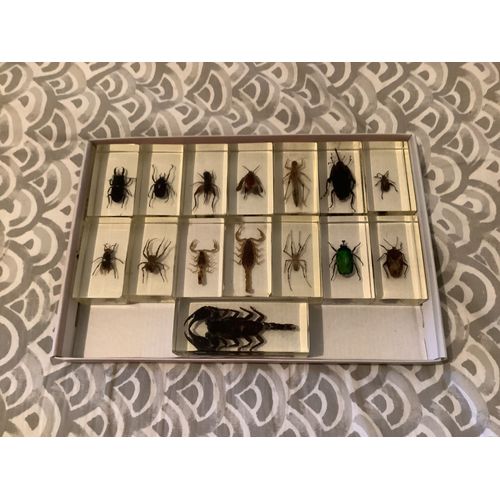 Collection Insecte Sous Verre En Résine
