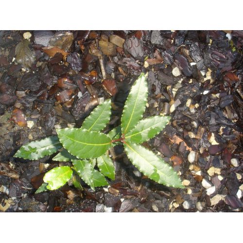 plant de Laurier Sauce 20 cm