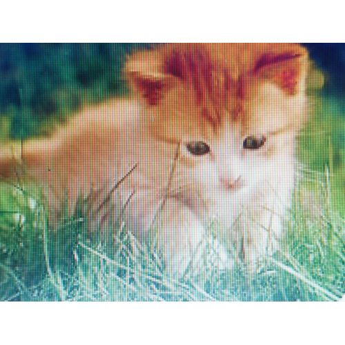 1000 Graines Herbe À Chat Tendre À Semer ( Idéal Pour Les Chatons)