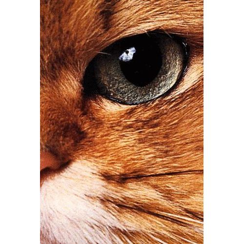Histoires De Chats Et Autres Histoires De Chats Coffret 2 Volumes