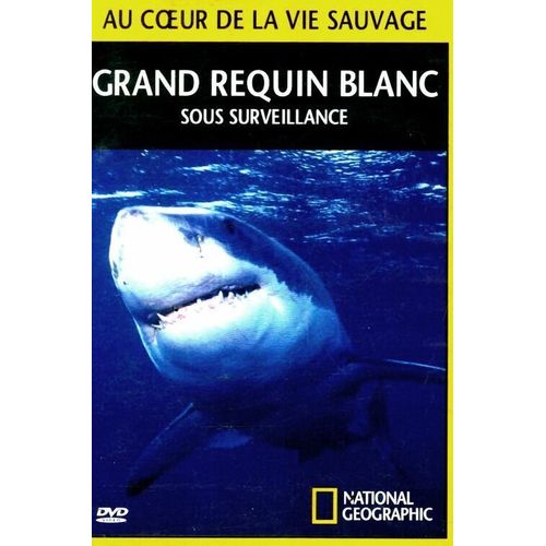 Au Coeur De La Vie Sauvage Grand Requin Blanc Sous Surveillance