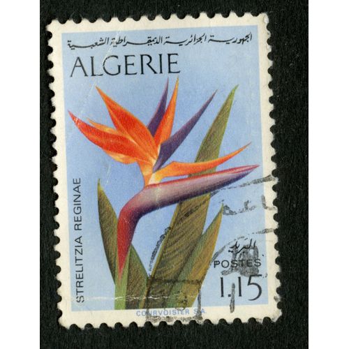 Timbre Oblitéré Algérie, Strelitzia Reginae, Postes, 1.15