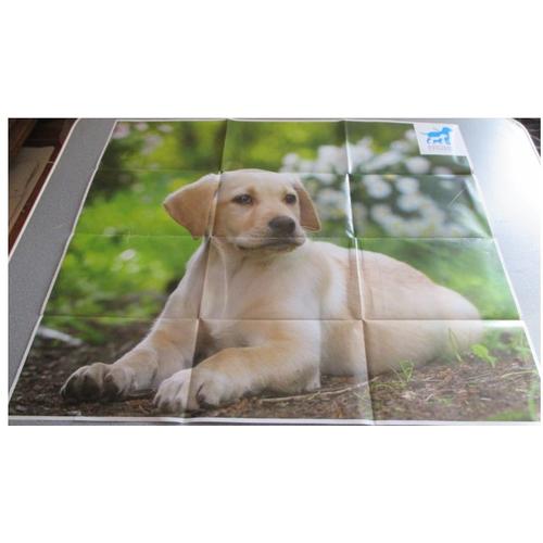 Poster d'une image d'un jeune chien labrador beige couché sur un sol de branchages-fond vert dégradé-68.5x59cm-édité par les Chiens guides d'aveugles (petit encadré sur le haut droit de l'image)