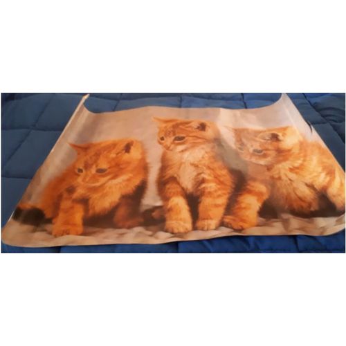Poster De 3 Beaux Chatons Roux Curieux Regardant Dans La Même Direction - 61.5x91cm Environ