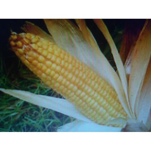 50 Graines De Maïs Issues De La Permaculture Bio Ramasser A La Main