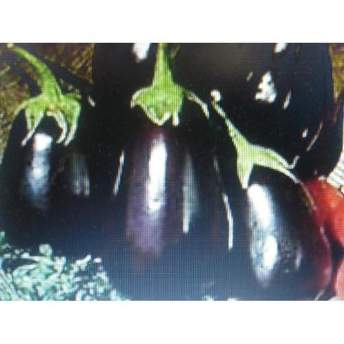 50 Graines D'aubergine Black Beauty