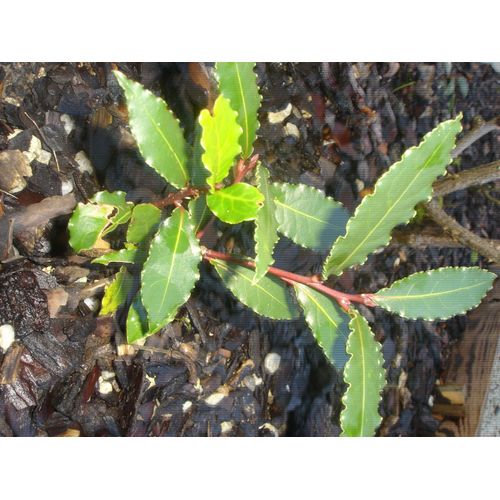Plant De Laurier Sauce 10 Cm