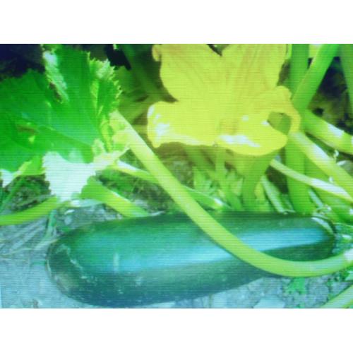 20 Graines De Courgette Verte Bio